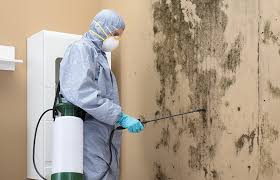 Best Attic Mold Removal  in Montebello, NY